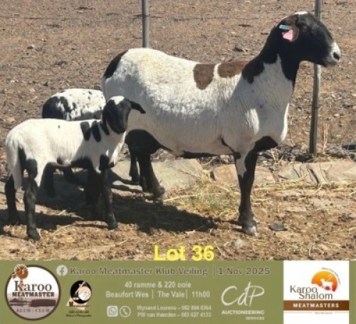 1+2 X MEATMASTER EWE Karoo Shalom Meatmasters
