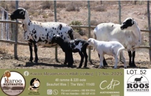1+2 X MEATMASTER EWE Roos Meatmasters