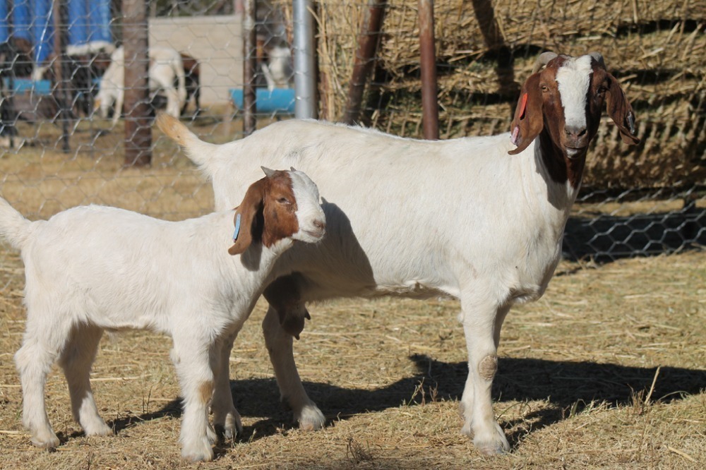 1 1 X BOERBOK EWE WIL JO BOERBOK STUD INDIGENOUS LIVESTOCK CARNIVAL ...