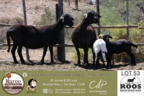 1 X MEATMASTER EWE Roos Meatmasters