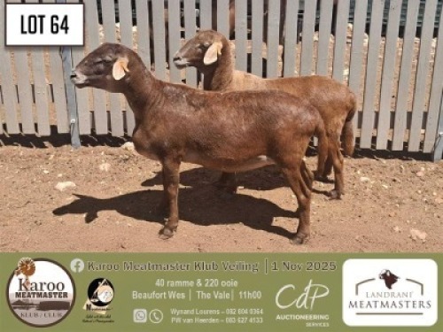1 X MEATMASTER EWE Landrani Meatmasters