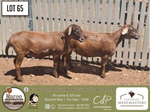 1 X MEATMASTER EWE Landrani Meatmasters