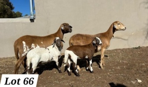 1+1 X MEATMASTER EWE Pienaarspan Meatmasters