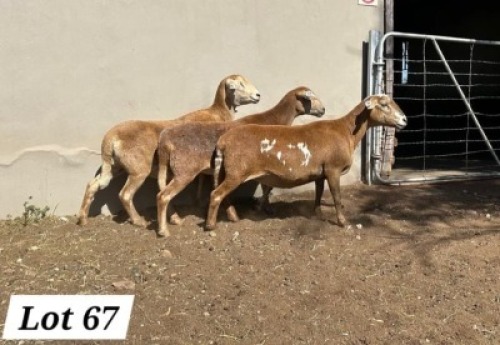 1 X MEATMASTER PREGNANT EWE Pienaarspan Meatmasters