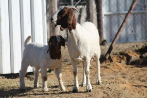 1 + 1 X BOERBOK EWE WIL JO BOERBOK STUD 