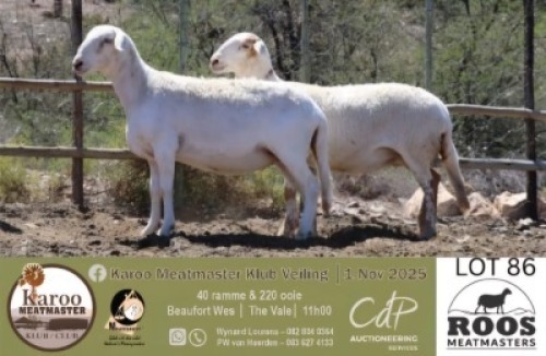 WITHDRAWN - 1 X MEATMASTER EWE Roos Meatmasters