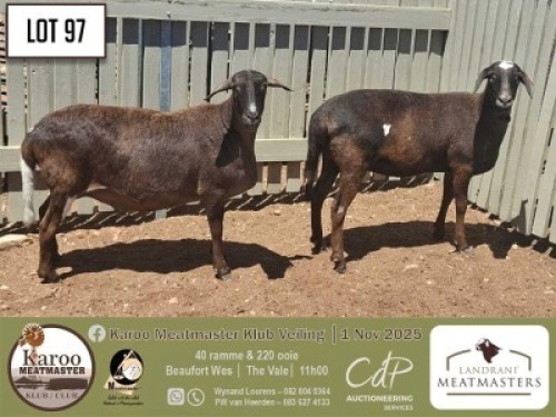 1 X MEATMASTER EWE Landrani Meatmasters