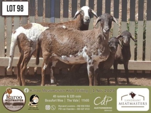 1+1 X MEATMASTER EWE Landrani Meatmasters