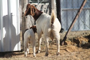 1 + 1 X BOERBOK EWE WIL JO BOERBOK STUD