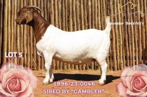 WITHDRAWN - 1 X BOER GOAT DOE Passano Boerdery