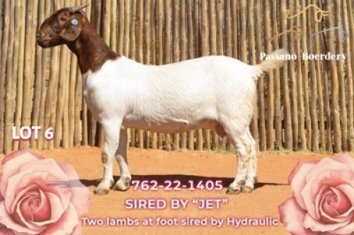 1+2 X BOER GOAT STUD DOE Passano Boerdery