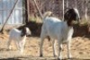 1 + 1 X BOERBOK EWE WIL JO BOERBOK STUD - 2