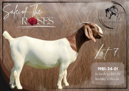 1 X BOER GOAT STUD PREGNANT DOE F2 Boerbokstoet