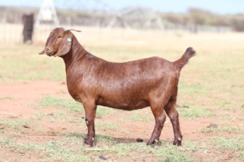 1 X KALAHARI RED STUD PREGNANT DOE Anton & Rickus Bothma