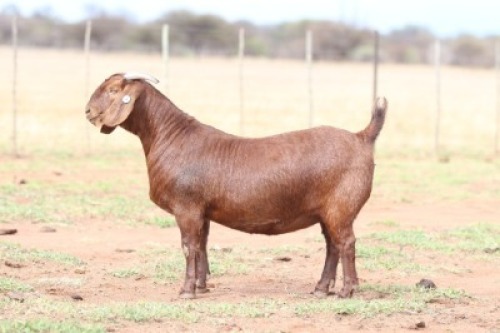 1 X KALAHARI RED STUD DOE Anton & Rickus Bothma