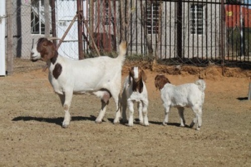 1 + 2 X BOERBOK EWE WIL JO BOERBOK STUD