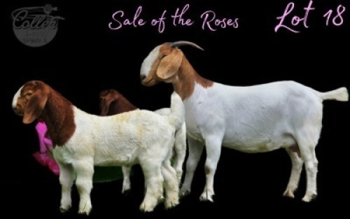 1+2 X BOER GOAT STUD DOE Collen Boerdery