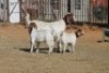 1 + 2 X BOERBOK EWE WIL JO BOERBOK STUD - 2