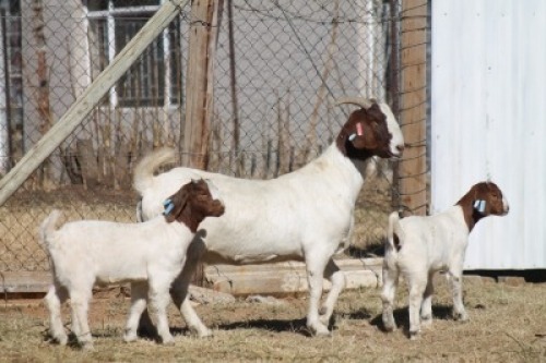 1 + 2 X BOERBOK EWE WIL JO BOERBOK STUD 