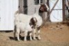 1 + 2 X BOERBOK EWE WIL JO BOERBOK STUD - 2