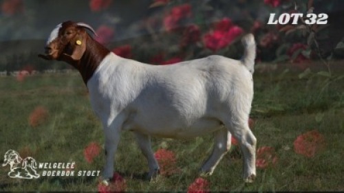 WITHDRAWN - 1 X BOER GOAT DOE Welgelee boerbok stoet