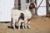 1 + 2 X BOERBOK EWE WIL JO BOERBOK STUD - 3
