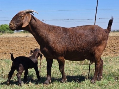 1+1 X KALAHARI RED STUD DOE CW Dreyer Kalahari Reds