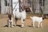 1 + 2 X BOERBOK EWE WIL JO BOERBOK STUD - 5