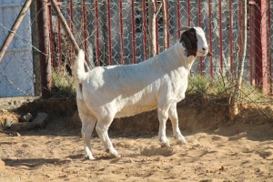 1 X BOERBOK EWE WIL JO BOERBOK STUD EWE