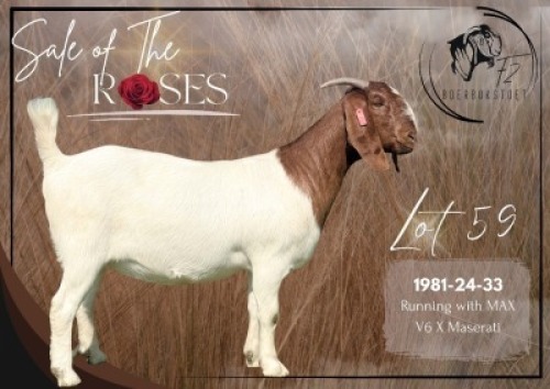 1 X BOER GOAT STUD DOE F2 Boerbokstoet
