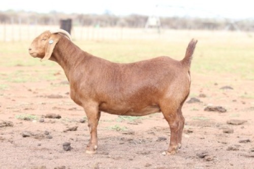 WITHDRAWN - 1 X KALAHARI RED DOE Anton & Rickus Bothma
