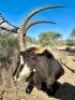 1 X SWARTWITPENSBUL/SABLE BULL L/H - 43 3/8&rdquo; R/H - 43 2/8&rdquo;. - 2
