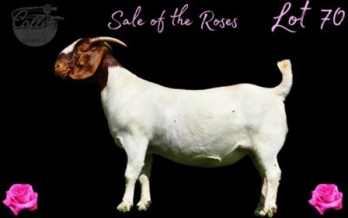 WITHDRAWN - 1 X BOER GOAT DOE Collen Boerdery