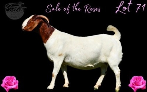 WITHDRAWN - 1 X BOER GOAT DOE Collen Boerdery