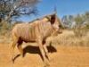 1 X GOUE WILDEBEESBUL/GOLDEN WILDEBEAST BULL - 28 7/8" - 3