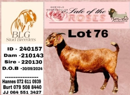 1 X KALAHARI RED STUD DOE BLG STUD BREEDERS