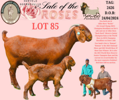1+1 X KALAHARI RED STUD DOE Buffelspruit Stoetery