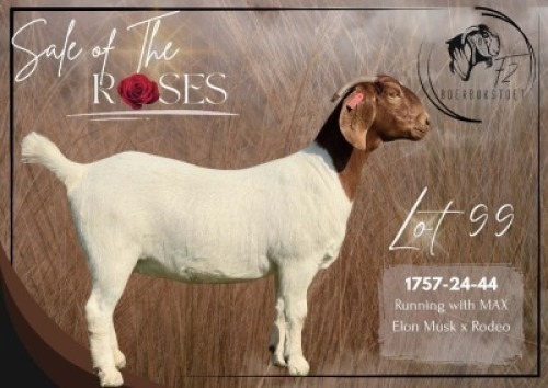 1 X BOER GOAT STUD DOE F2 Boerbokstoet