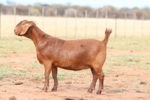 1 X KALAHARI RED STUD DOE Anton & Rickus Bothma