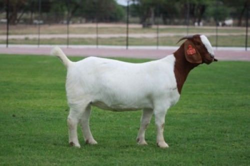 1 X BOER GOAT STUD DOE Bosland Boerdery