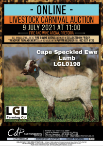 1 X CAPE SKILDER GOAT EWE LGL FARMING CO - CAPE SKILDER 