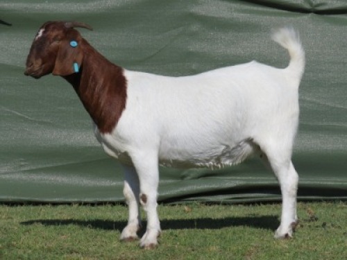 1 X BOER GOAT STUD PREGNANT DOE Shongololo Boerdery