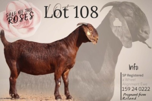 1 X KALAHARI RED STUD PREGNANT DOE Krokodilnest Stoet