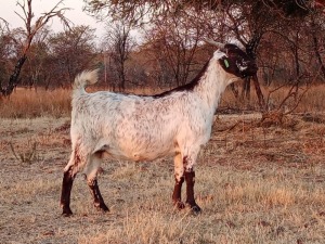 1 X CAPE SKILDER GOAT EWE JOSE ROCHA - CAPE SKILDER