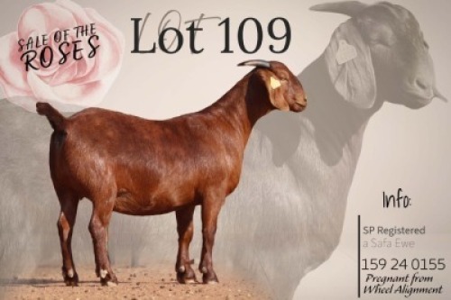 1 X KALAHARI RED STUD DOE Krokodilnest Stoet