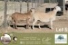 1+1 X MEATMASTER PREGNANT EWE Meiringspoort Meatmasters