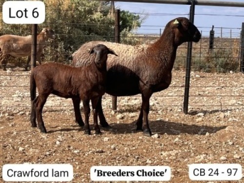 1+1 X MEATMASTER EWE Soutfontein Meatmasters