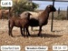 1+1 X MEATMASTER EWE Soutfontein Meatmasters