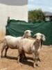 WITHDRAWN - 1 X MEATMASTER EWE Traka Farming