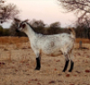 1 X CAPE SKILDER GOAT EWE JOSE ROCHA - CAPE SKILDER